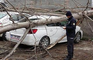 Samsun’da şiddetli rüzgarda kırılan ağaç otomobilin...
