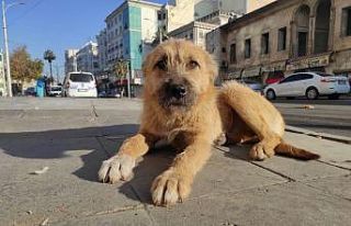Şanlıurfa’da boş kalan cadde sokak ve meydanlar...