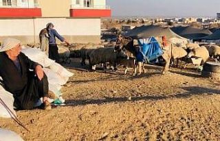 Şanlıurfa’da göçerler mera alanı bulamıyor