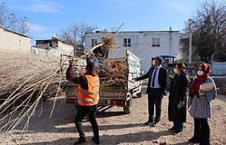 Şanlıurfa’da ipek böceği için ağaç dağıtımı