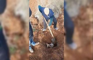 Şanlıurfa’da tilki kurtarma operasyonu