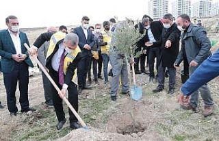 Şanlıurfa’daki yeni yerleşim alanlarında ağaç...