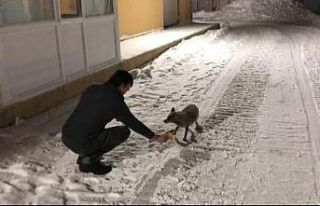 Şantiye çalışanları anne tilki ve yavrusunu elleriyle...