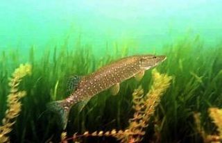 Sapanca Gölünün dibini ilk kez böyle göreceksiniz