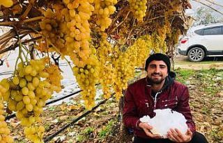 Sarıgöl’de kar altında üzüm hasadı