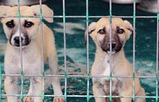 Satın alma sahiplen