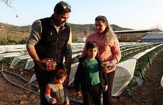 Şehir hayatından kaçıp çilek bahçesi kurdular
