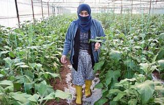 Serası dolu nedeniyle zarar gören kadın çiftçinin...