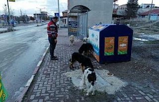 Seyitgazi Kaymakamlığı sokak hayvanları için...