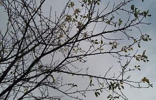 Sıcak havalar, ağaçları da şaşırttı