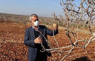 Sıcak ve kuraklık nedeniyle fıstık ağaçları...