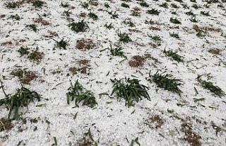 Şiddetli dolu, Tarsus’ta 610 dekarlık tarım arazisine...