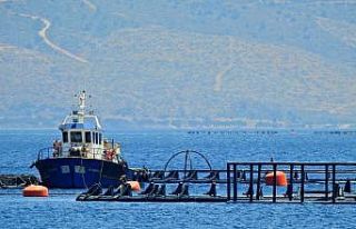 Sığacık’ta orkinos üretim çiftliğine 5. kez...