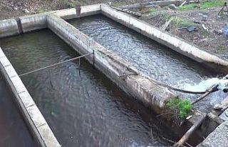 Siirt’te 20 bin ton alabalık üretildi