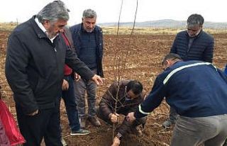 Siirt’te badem ve ceviz yetiştiriciliği yaygınlaştırılıyor