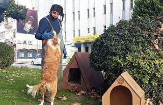 Sinop’ta sokak hayvanları bu kış üşümeyecek