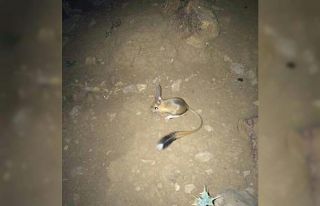 Şırnak’ta IUCN’nin ’kırmızı’ listesinde...