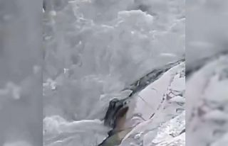 Şırnak’ta, nesli tükenme tehlikesi altında bulunan...