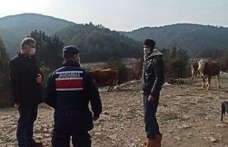 Siste kaybolan büyükbaş hayvanları jandarma ekipleri...