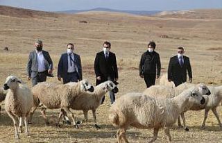 Sivas’ta küçükbaş hayvan yetiştiricileri birleşti,...