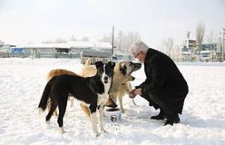 Soğuk havalarda sokak hayvanlarına Nilüfer Belediyesi...