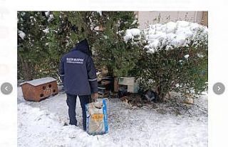 Soğuk ve karlı havalarda sokak hayvanları mamasız...