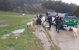 Soğukta aç kalan hayvanları jandarma elleriyle...
