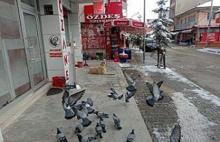 Sokağa çıkma kısıtlamasında güvercinleri beslediler