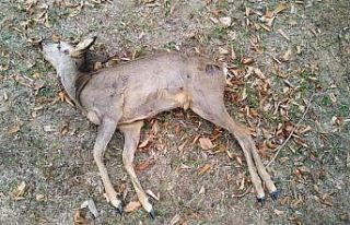 Sokağa çıkma kısıtlamasında karaca avlayanlara...