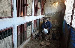 Sokağa çıkma yasağında kendini horozlarına adadı
