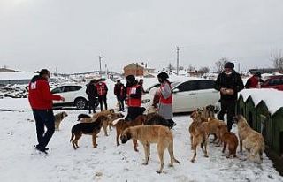 Sokak hayvanları için seferber oldular
