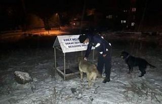 Sokak hayvanları için seferberlik