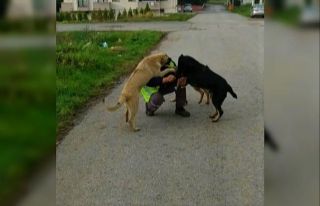 Sokak hayvanları kendileri besleyen belediye ekiplerini...