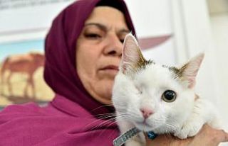 Sokak hayvanları sıcak yuvaya kavuşuyor