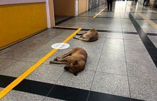 Sokak hayvanları sığınacak yer arıyor