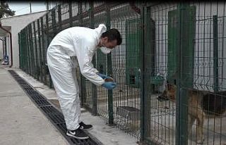 Sokak Hayvanları Tedavi ve Rehabilitasyon Merkezi...
