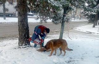 Sokak hayvanları unutulmuyor