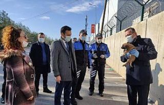 Sokak hayvanlarına mama
