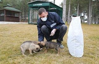 Sokak hayvanlarına şefkat eli