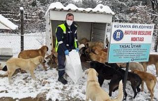 Sokak hayvanlarına yiyecek