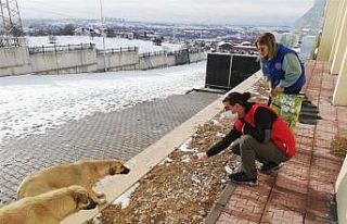 Sokak hayvanlarına yiyecek desteği