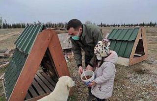 Sokak hayvanlarını besleme çalışmaları sürüyor