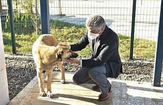 Sokak köpeği "Şanslı" hayata tutundu