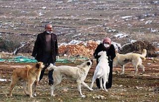 Sokak köpeği silahla vurularak öldürülmüş halde...