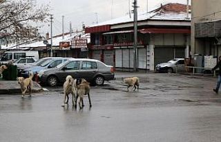 Sokaklar hayvanlara kaldı