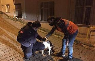 Sokakta bulunan köpeği, belediye başkanı sahiplendi
