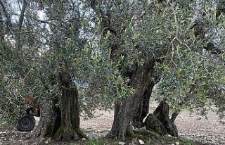 Soma’da 3 zeytin ağacına ’Anıt Ağaç’ tescili
