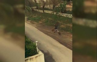 Sopayla köpeklerini döven kadına, ’mala zarar...