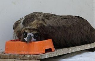 Soyu azalan Kara Akbaba, bitkin halde bulunup, koruma...