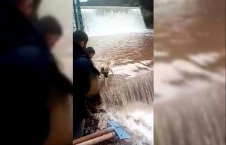 Su bendinde mahsur kalan köpeği canları pahasına...